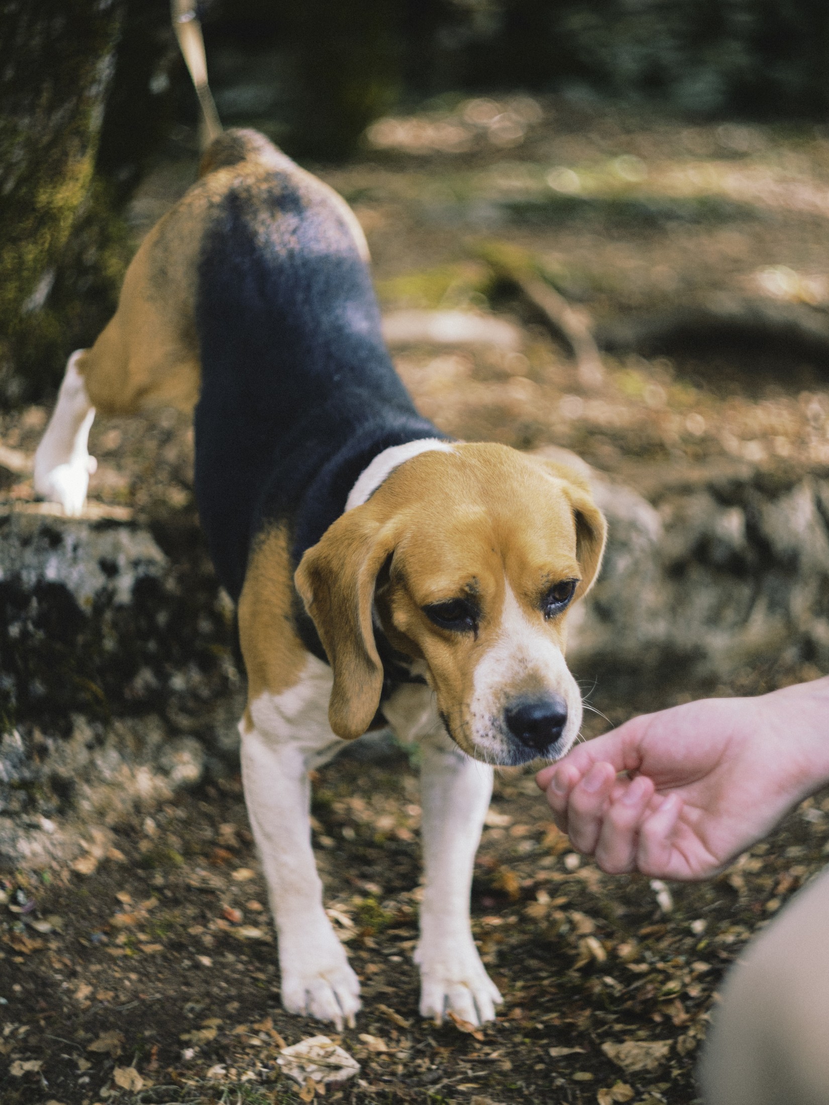 A beagle on a lead in the woods, held by an unseen hand